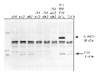 D14 | Strigolactone esterase D14 in the group Antibodies for Plant/Algal  / Hormones / Biosynthesis/regulation at Agrisera AB (Antibodies for research) (AS16 3694)